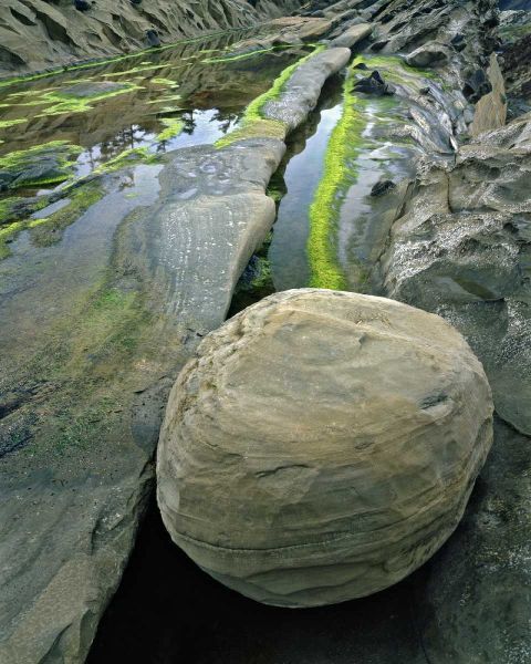 Oregon, Shore Acres SP Smooth sandstone boulder